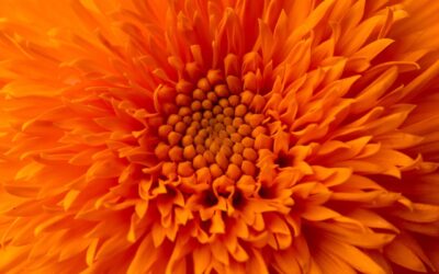 Empathy Matters – In Coaching and in Leadership