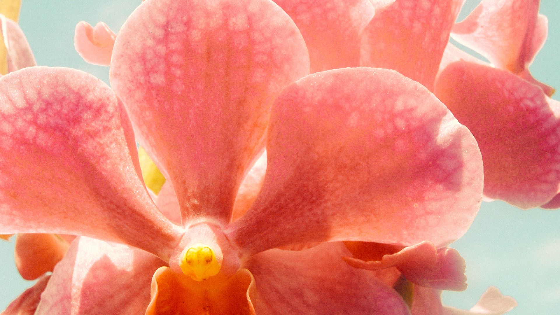 pink and orange orchid 
