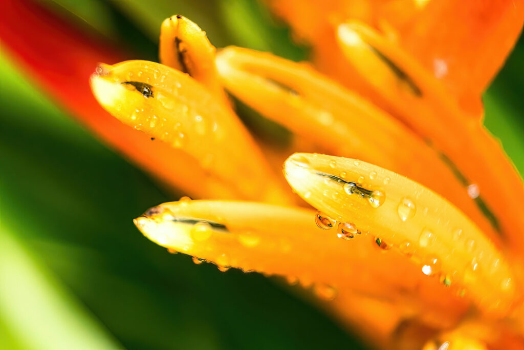 Macro,Closeup,Of,Yellow,Orange,Flower,Heliconia,Psittacorum,,lobster-claws,Tropical