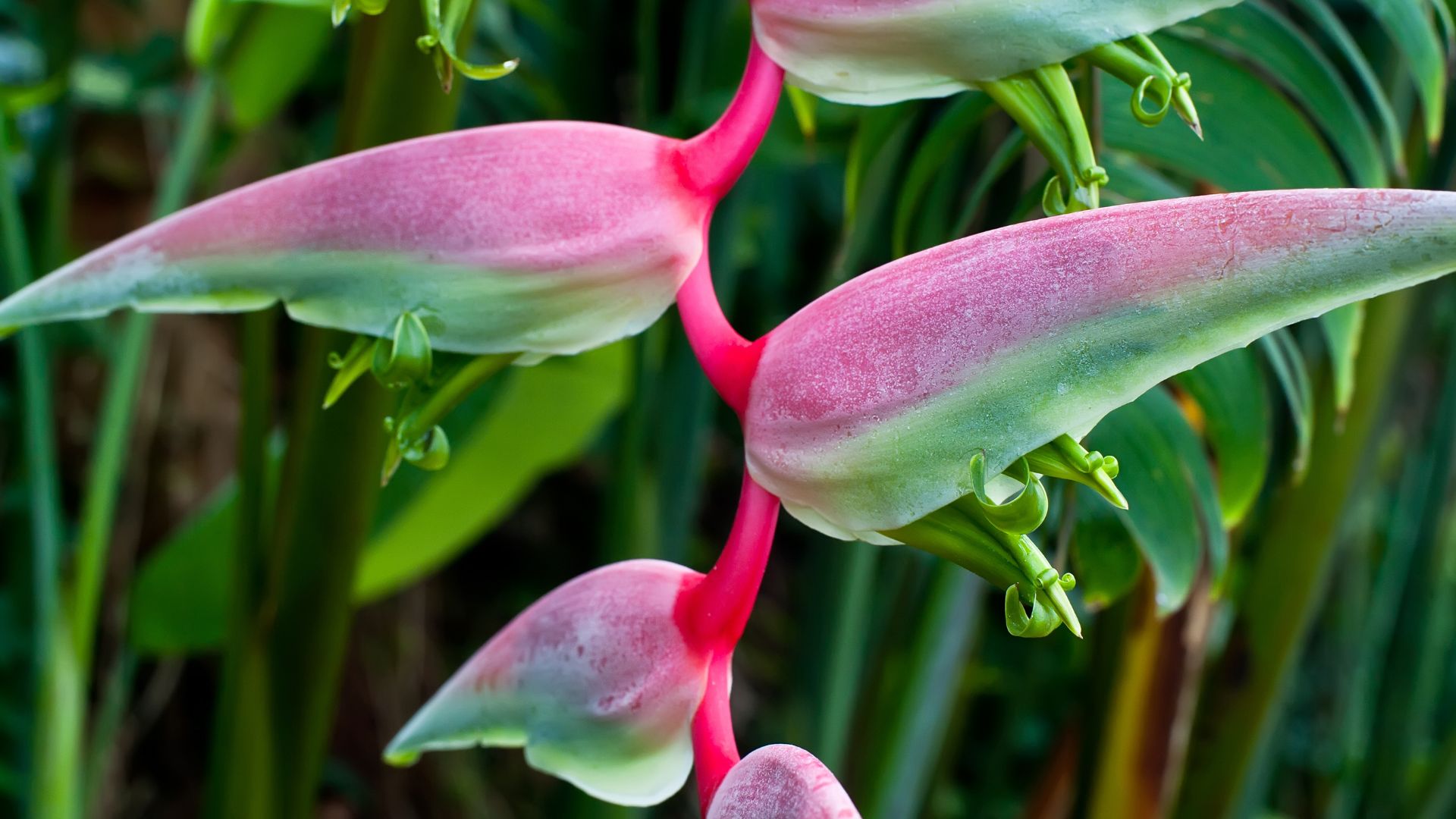 Pink heliconia 