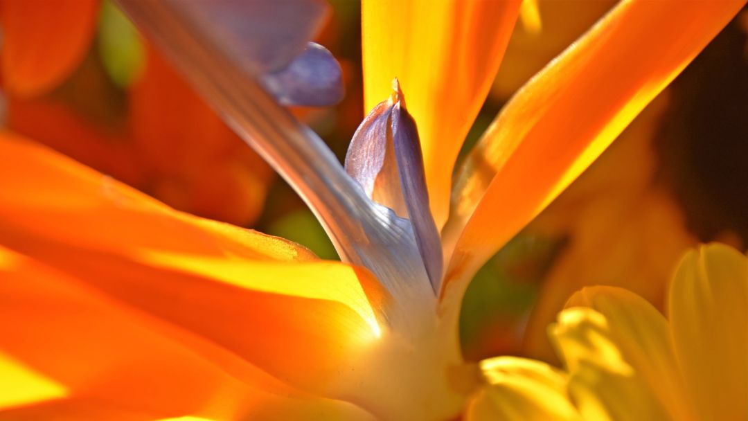 Close-up of a vibrant Bird of Paradise flower, showcasing its stunning orange petals and intricate purple-blue details