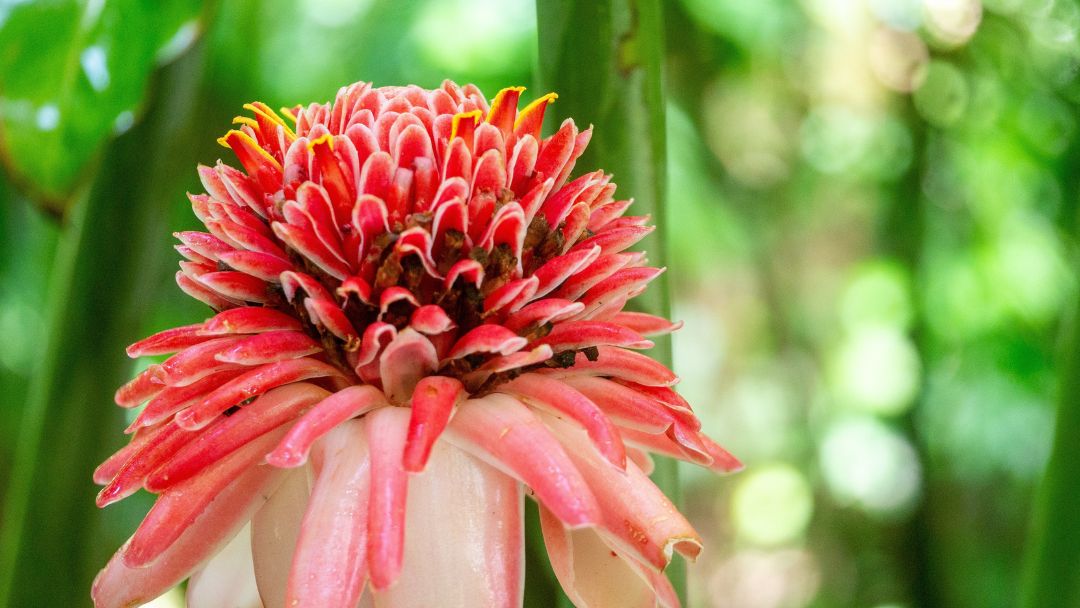 vibrant pink and red flower, likely a torch ginger