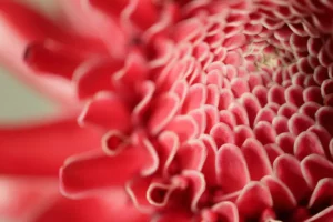 Close-up-of-intricate-red-flower-petals Close-up of intricate red flower petals