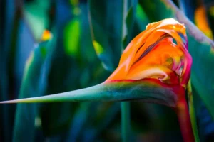 Close-up-of-vibrant-unopened-orange-flower Close-up of vibrant, unopened orange flower