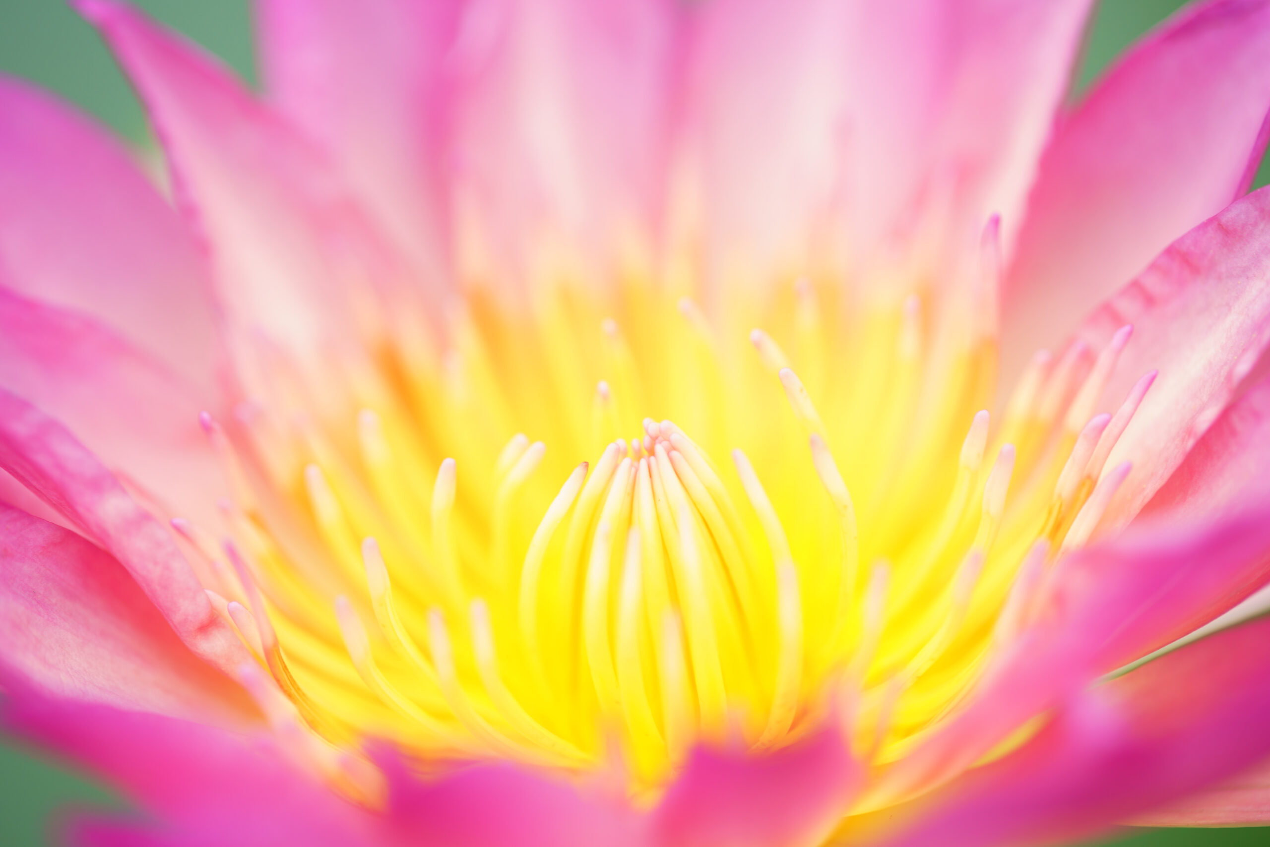 Close,Up,Of,Beautiful,Blooming,Lotus,Flower Close-up of pink and yellow water lily.